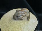 Detailed Moroccan Trilobite Paralejurus #1525-3